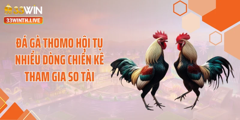 Đá gà thomo hội tụ nhiều dòng chiến kê tham gia so tài